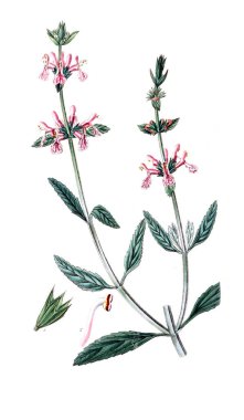 Bitki çizimi. Eski resim