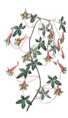 Bitki çizimi. Eski resim