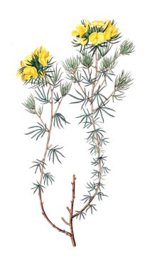 Bitki çizimi. Eski resim