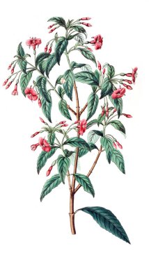 Bitki çizimi. Eski resim