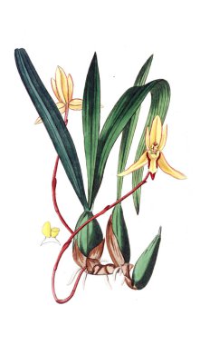 Bitki çizimi. Eski resim