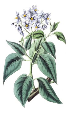 Bitki çizimi. Eski resim