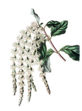 Bitki çizimi. Eski resim