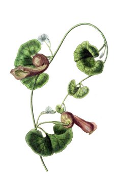 Bitki çizimi. Eski resim