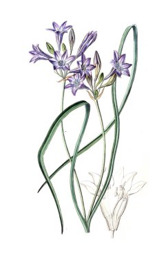 Bitki çizimi. Eski resim