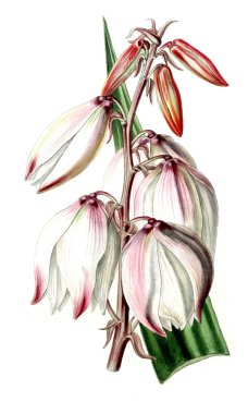 Bitki çizimi. Eski resim