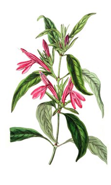 Bitki çizimi. Eski resim