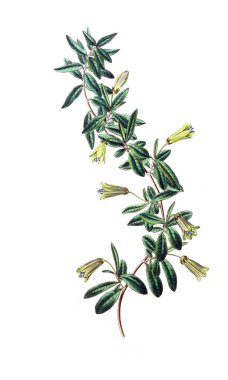 Bitki çizimi. Eski resim