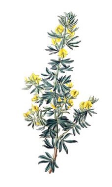 Bitki çizimi. Eski resim