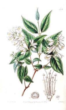 Bitki çizimi. Eski resim