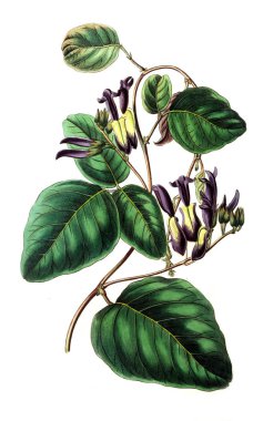 Bitki çizimi. Eski resim