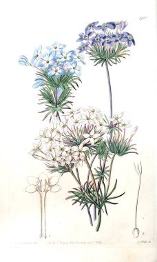 Bitki çizimi. Eski resim