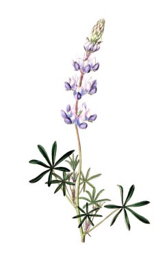 Bitki çizimi. Eski resim