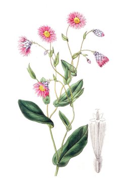 Bitki çizimi. Eski resim