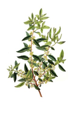 Bitki çizimi. Eski resim