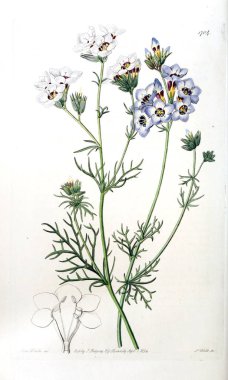 Bitki çizimi. Eski resim