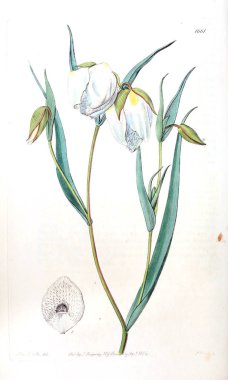 Bitki çizimi. Eski resim