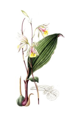 Bitki çizimi. Eski resim