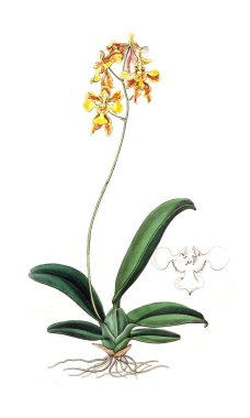 Bitki çizimi. Eski resim