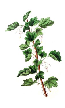 Bitki çizimi. Eski resim