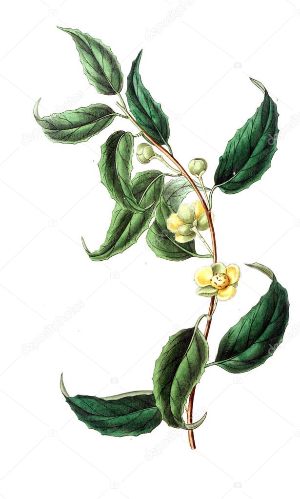 Illustration of plant. Old image