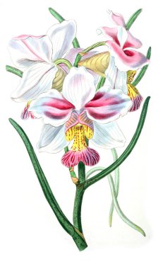 Bitki çizimi. Eski resim