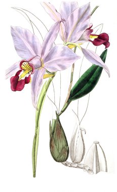 Bitki çizimi. Eski resim