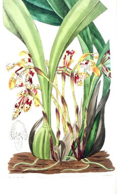 Bitki çizimi. Eski resim