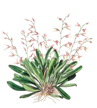 Bitki çizimi. Eski resim