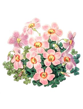 Bitki çizimi. Eski resim