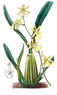 Bitki çizimi. Eski resim