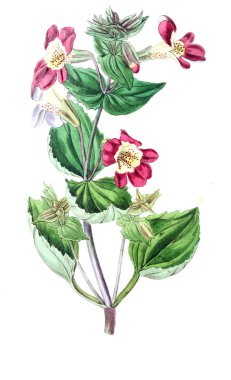 Bitki çizimi. Eski resim