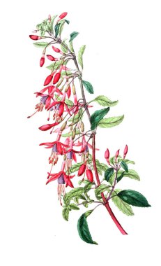 Bitki çizimi. Eski resim