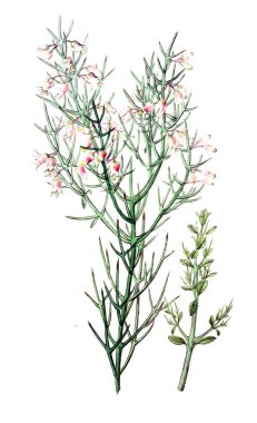 Bitki çizimi. Eski resim