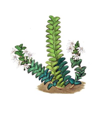 Bitki çizimi. Eski resim