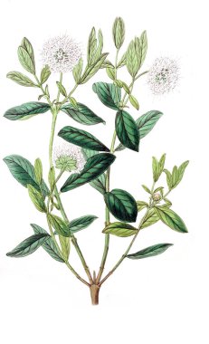 Bitki çizimi. Eski resim