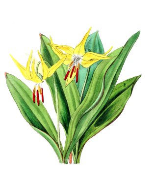 Bitki çizimi. Eski resim