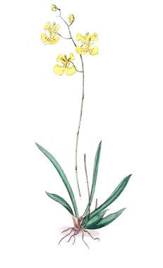 Bitki çizimi. Eski resim