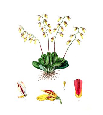 Bitki çizimi. Eski resim