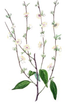 Bitki çizimi. Eski resim