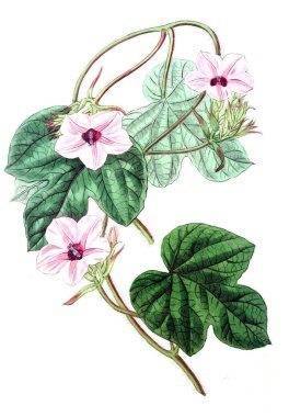 Bitki çizimi. Eski resim