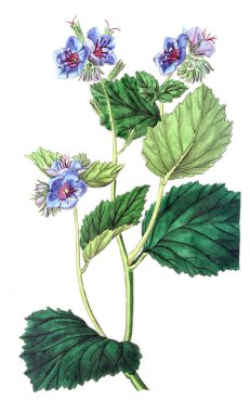 Bitki çizimi. Eski resim