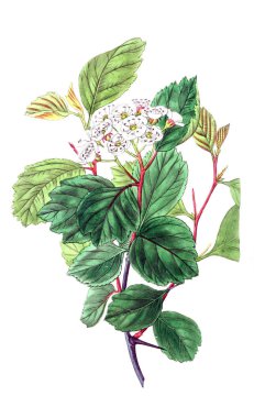 Bitki çizimi. Eski resim