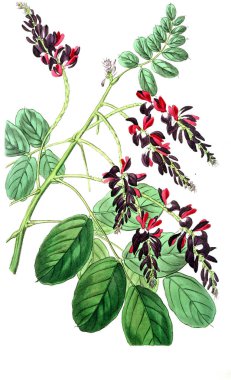 Bitki çizimi. Eski resim