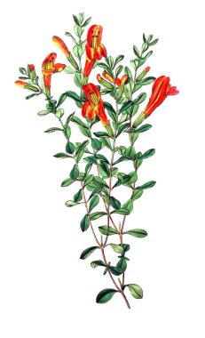 Bitki çizimi. Eski resim