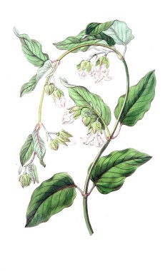 Bitki çizimi. Eski resim