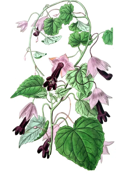 Illustration Plante Ancienne Image — Photo