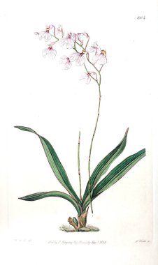 Bitki çizimi. Eski resim