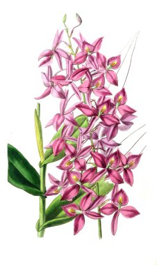 Bitki çizimi. Eski resim