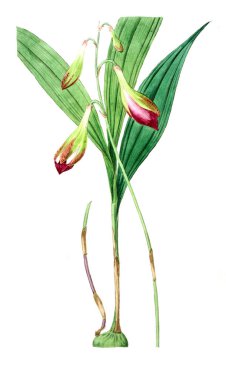 Bitki çizimi. Eski resim